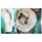 100V-240V tand Chirurgische Microscoop Verwijderbaar voor Endodontics